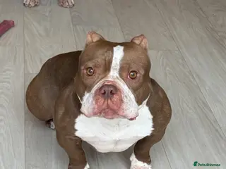 American Bully dogs Roscoe - Advert 7