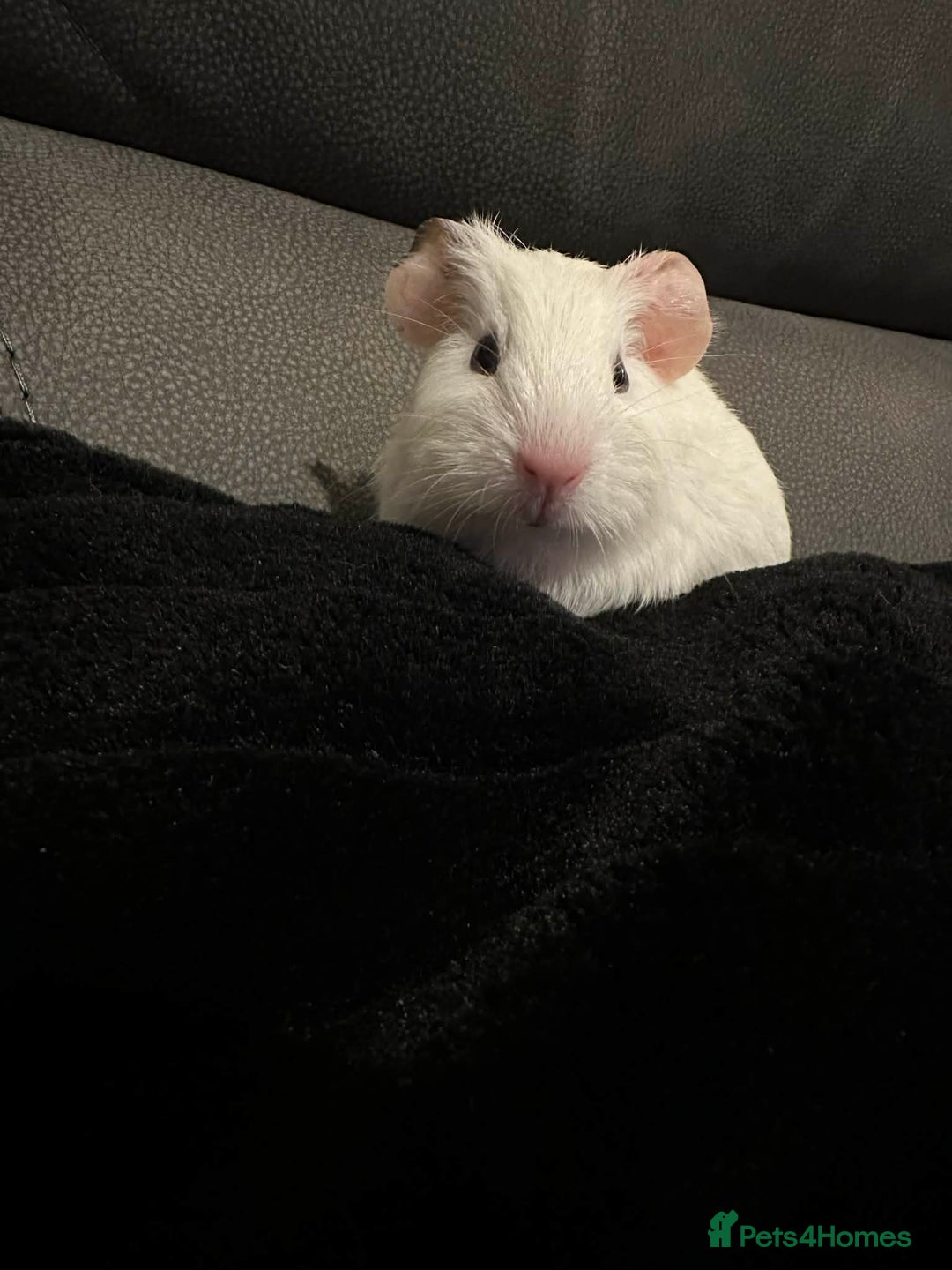 Guinea Pig rodents for sale: Baby boy guinea pig born 30th December  - Advert 1