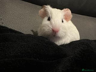 Guinea Pig rodents Baby boy guinea pig born 30th December - Advert 20