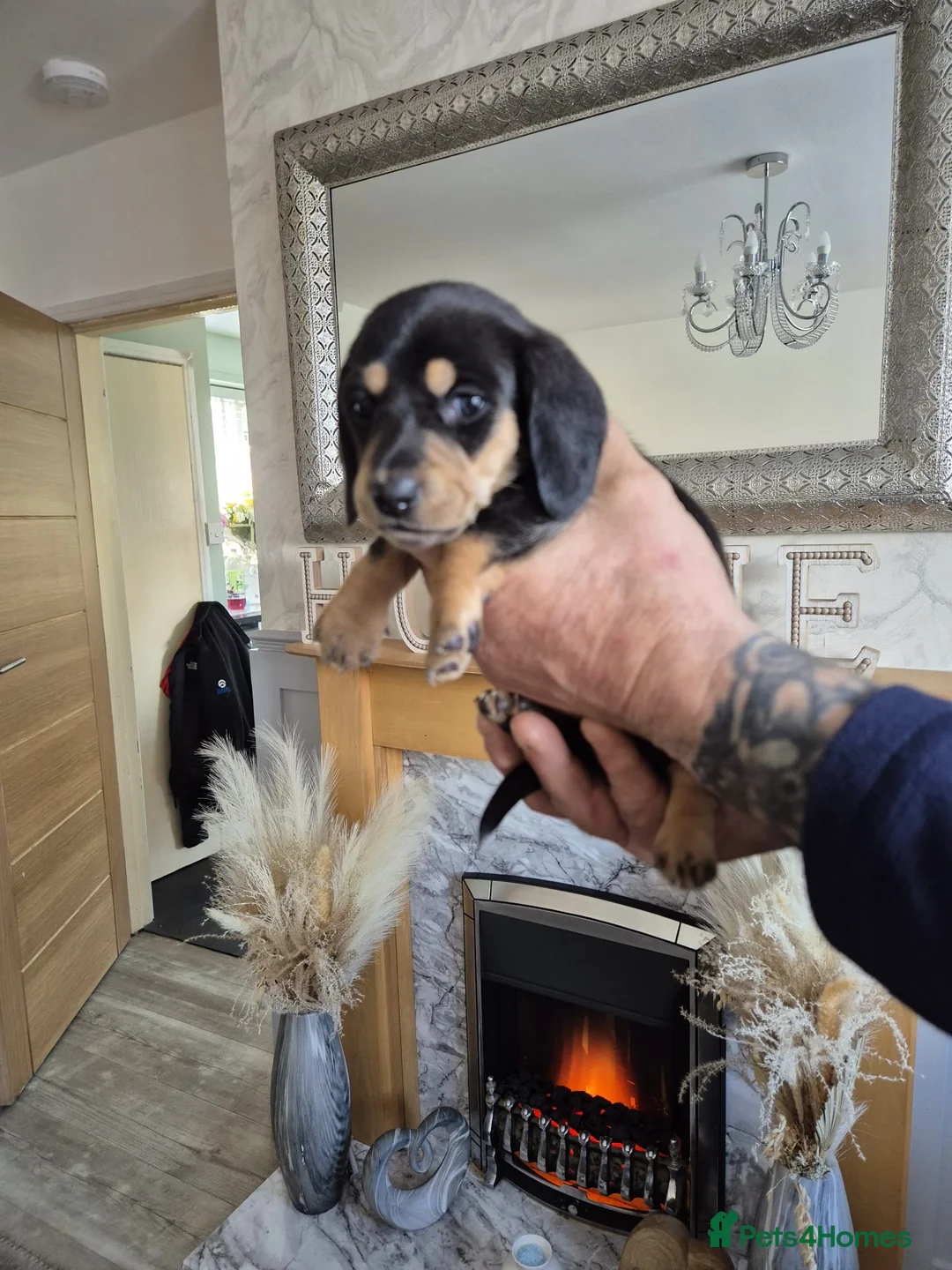 Dachshund dogs for sale: Dashaund puppys in Blaydon-on-Tyne - Advert 14