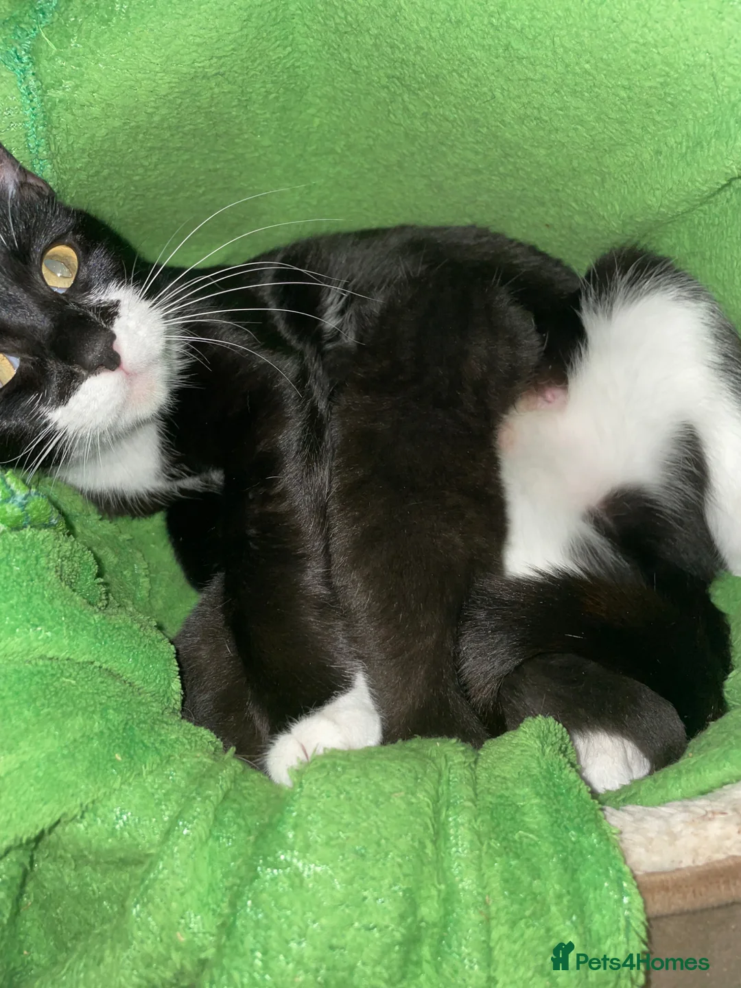 Mixed Breed cats for sale: Two beautiful playful female tuxedo kittens.  in Uxbridge - Advert 1