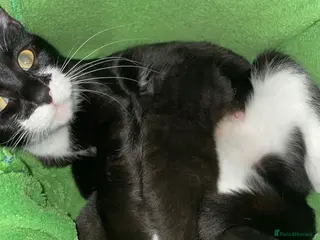 Mixed Breed cats Two beautiful playful female tuxedo kittens. - Advert 9