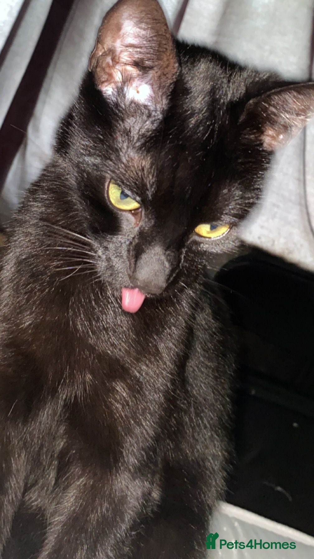 Domestic Shorthair cats 5yr old male cat  - Advert 3