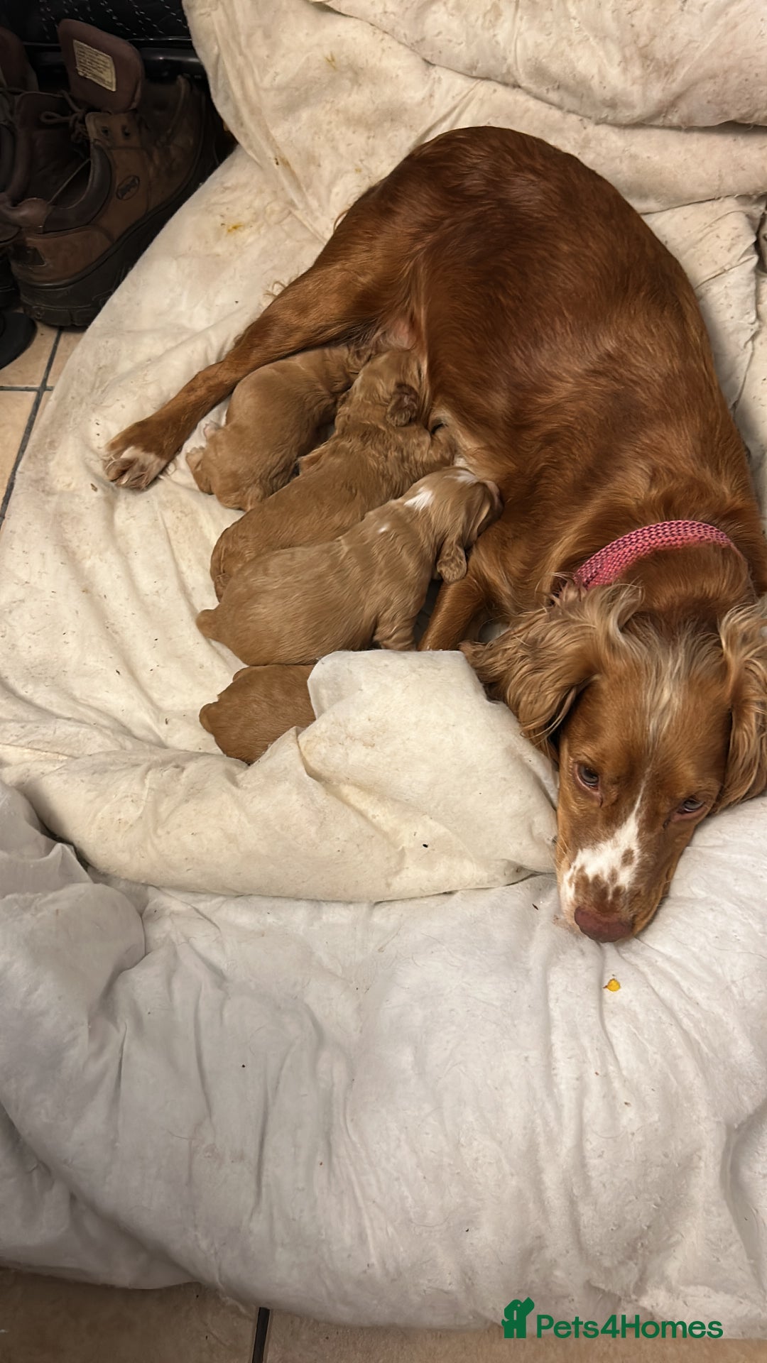 Cocker Spaniel dogs for sale: Cocker spaniel puppies for sale - Image 4