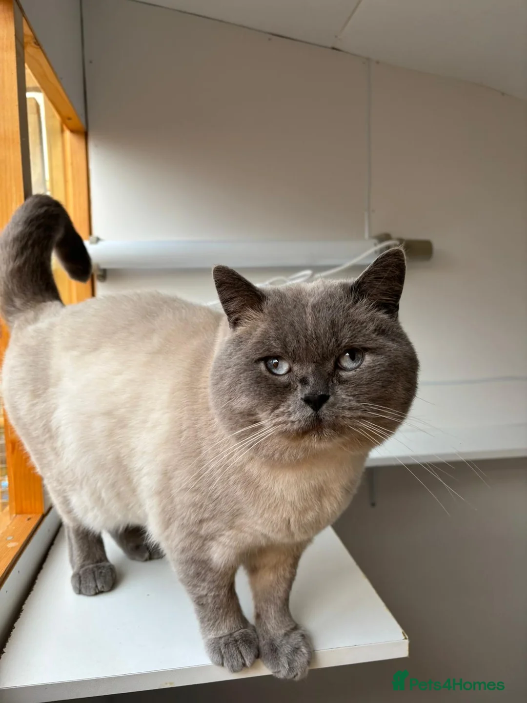 British Shorthair cats for stud: 2 BSH FOR STUD CH LILAC BI COLOUR AND BLUE POINT  - Advert 5