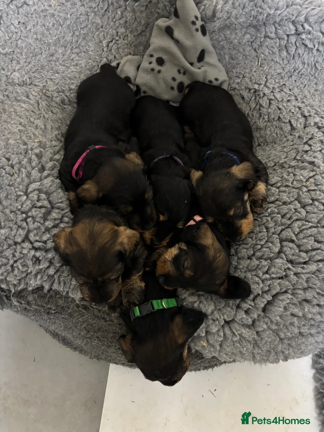 Miniature Dachshund dogs for sale: Miniature wirehaired dachshund pups in Winsford - Advert 2