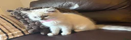 Ragdoll cats for sale: Beautiful Lilac Mitted Colourpoint Ragdoll Kittens - Advert 4