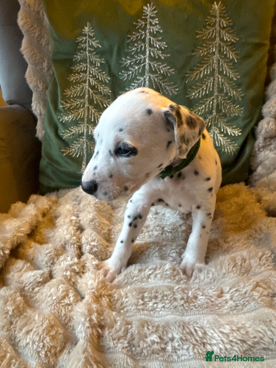 Dalmatian dogs for sale: PEDIGREE Dalmatian Puppies ready NOW - Advert 14