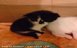 Turkish Angora cats for sale: Turkish Angora kittens for sale - Image 5
