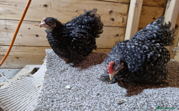 Chickens poultry - Advert 7