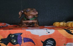 Miniature Dachshund dogs for sale: Ready to leave!! Miniature dachshunds💙💗 - Image 3