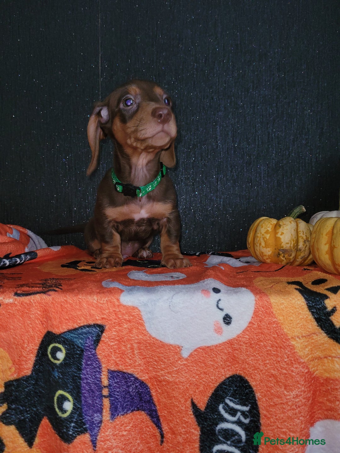 Miniature Dachshund dogs for sale: Ready to leave!! Miniature dachshunds💙💗 - Image 3
