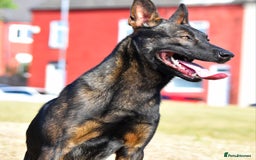 Mixed Breed dogs for sale: Bullherders top working lines  - Advert 37