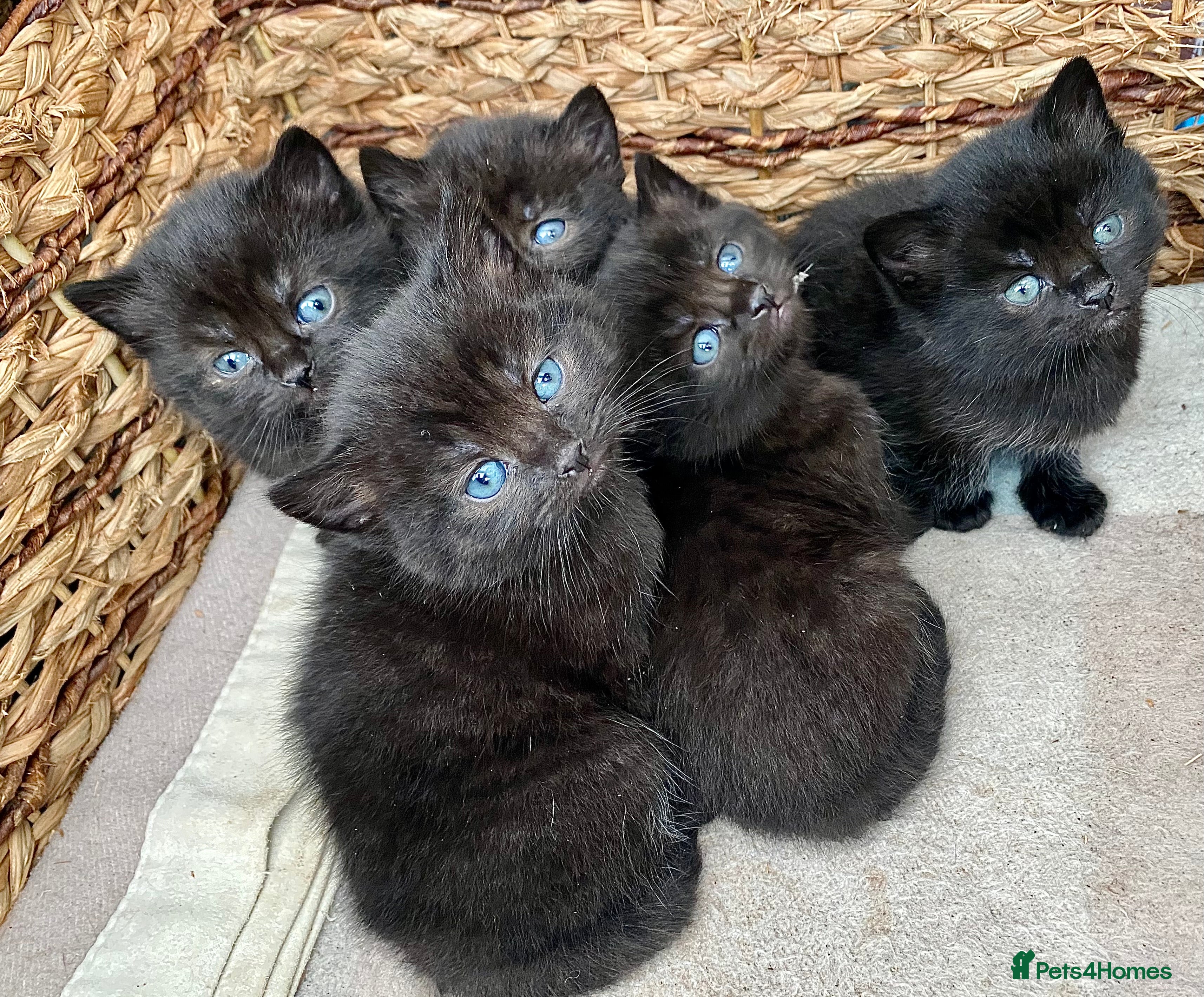 British Shorthair cats 1x female British Shorthair cross kitten in Wirral - Advert 19