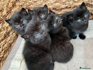 British Shorthair cats British shorthair black cross kittens - Advert 1