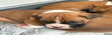 Boxer Puppy 2