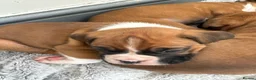 Boxer dogs for sale: Boxer  in Mexborough - Advert 5