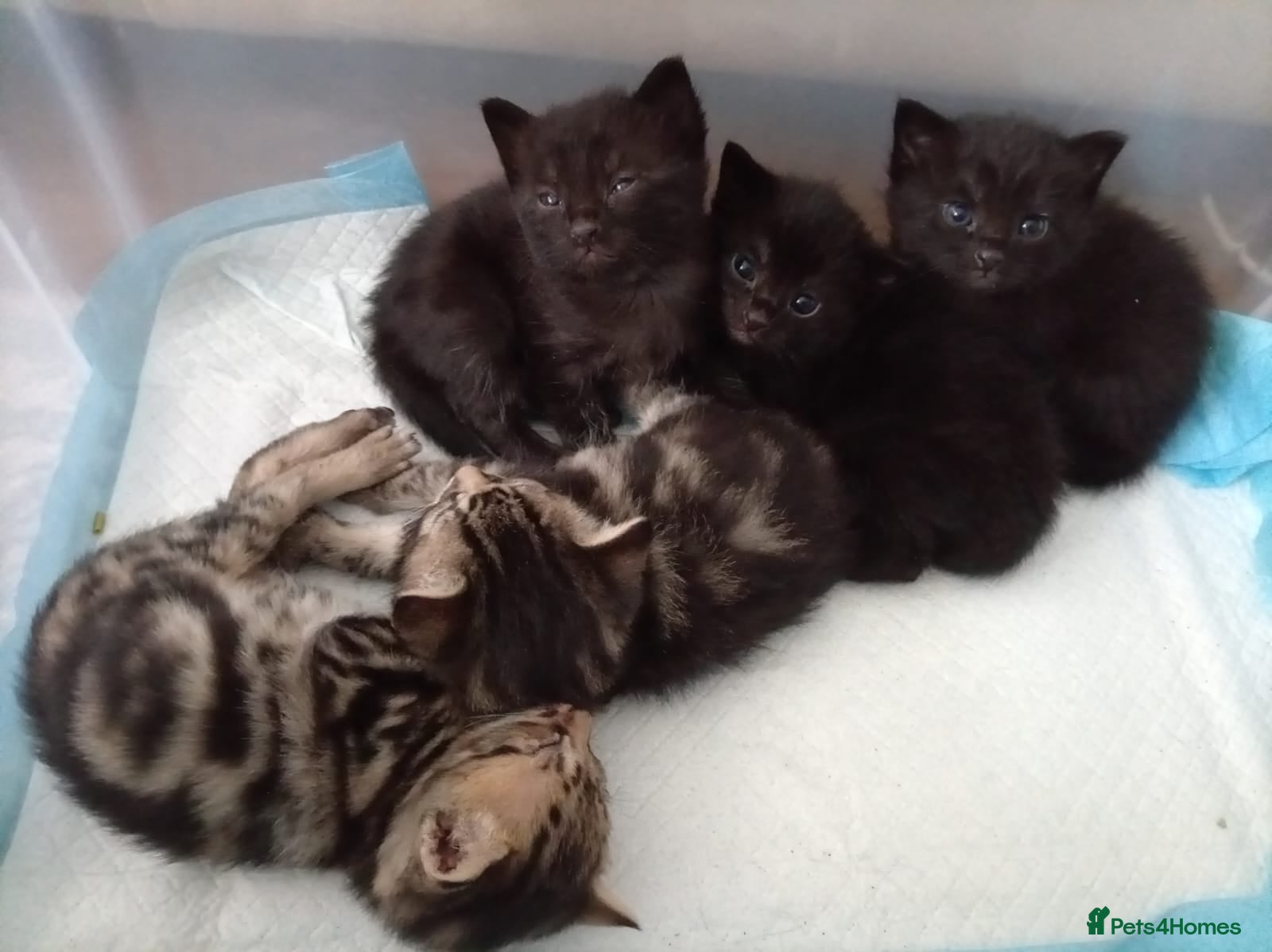 Exotic cats mixed breed tabby kittens - Advert 2