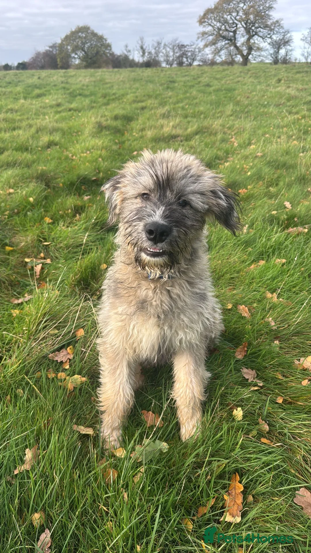 Mixed Breed dogs for adoption: Linus needs an experienced foster or forever home  - Advert 3