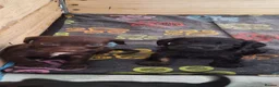 Mixed Breed dogs for sale: Cocker-Terripoo pups (cockerpoo) - Advert 7