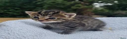Mixed Breed cats for sale: Gorgeous Kittens for Sale - Advert 18