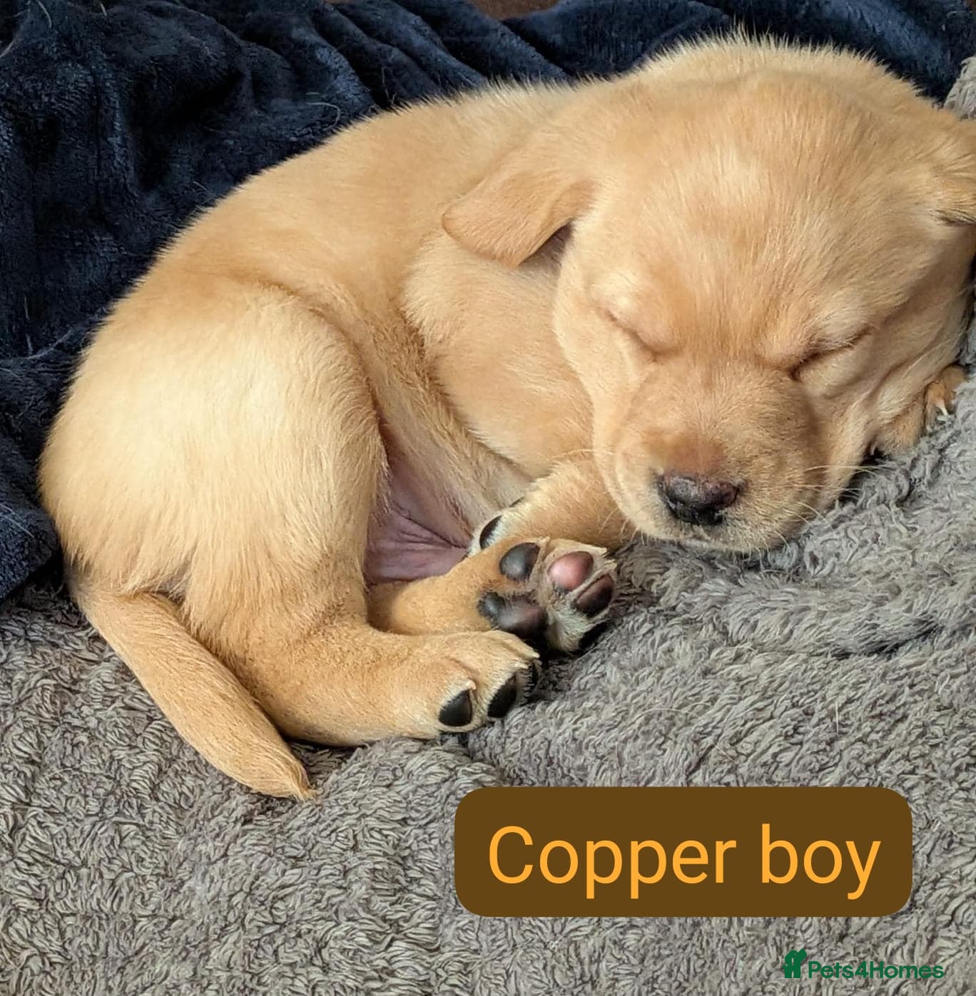 Labrador Retriever dogs KC Black,Yellow, Red Labrador FTCH in lineage - Advert 10