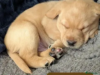 Labrador Retriever dogs KC Black,Yellow, Red Labrador FTCH in lineage - Advert 10