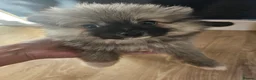 Pomeranian dogs for sale: Pomeranian puppies - Advert 7