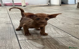 Oriental cats for sale: Cinnamon boy and Havana girl  - Image 5