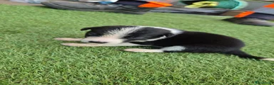 Border Collie 4