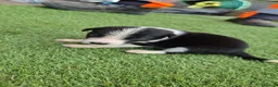 Border Collie dogs for sale: Border collie puppy’s only girls left  - Advert 15