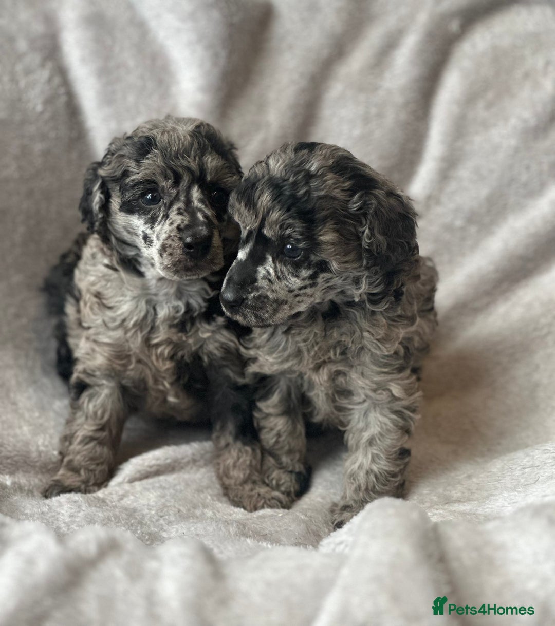 Miniature Poodle dogs for sale: Miniature poodle puppies  - Image 5