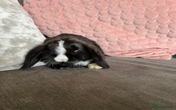 Mini Lop rabbits for sale: Beautiful mini lop rabbits for sale - Image 15