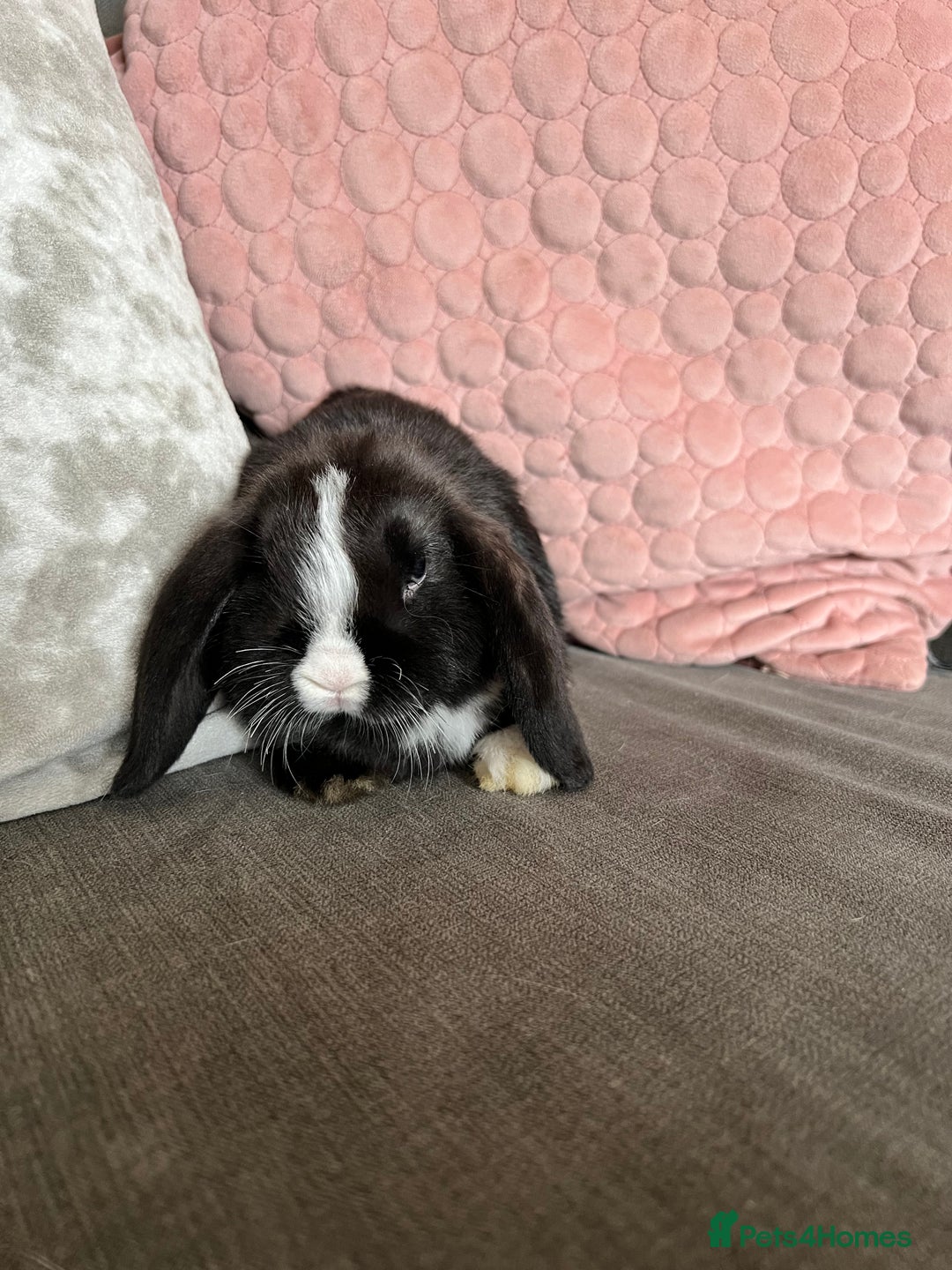Mini Lop rabbits for sale: Beautiful mini lop rabbits for sale - Image 15