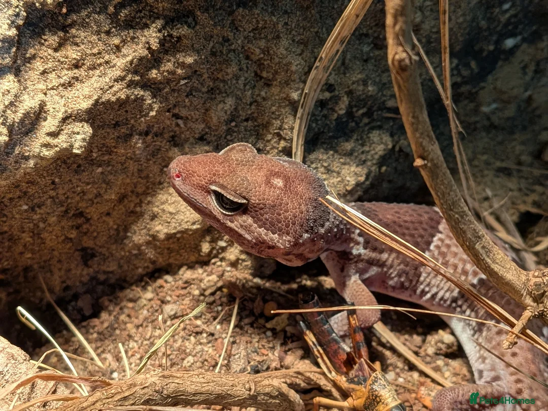 Chameleon reptiles for sale: Chameleon, Leopard Gecko and African Fat Tail - Advert 6