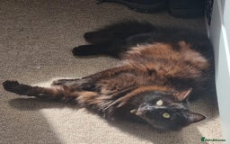 Mixed Breed cats for sale: Beautiful 3 year old female long hair domestic cat - Image 2