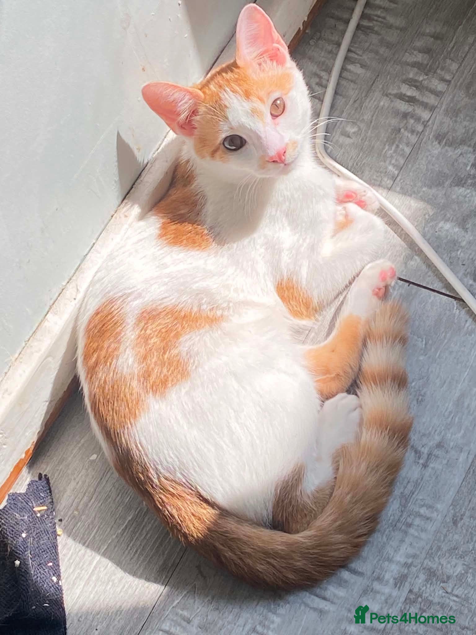 Mixed Breed cats Beautiful boy for sale - Advert 1