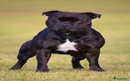 Staffordshire Bull Terrier dogs for stud: 🥨 Top Quality SBT Stud🥨 - Image 2