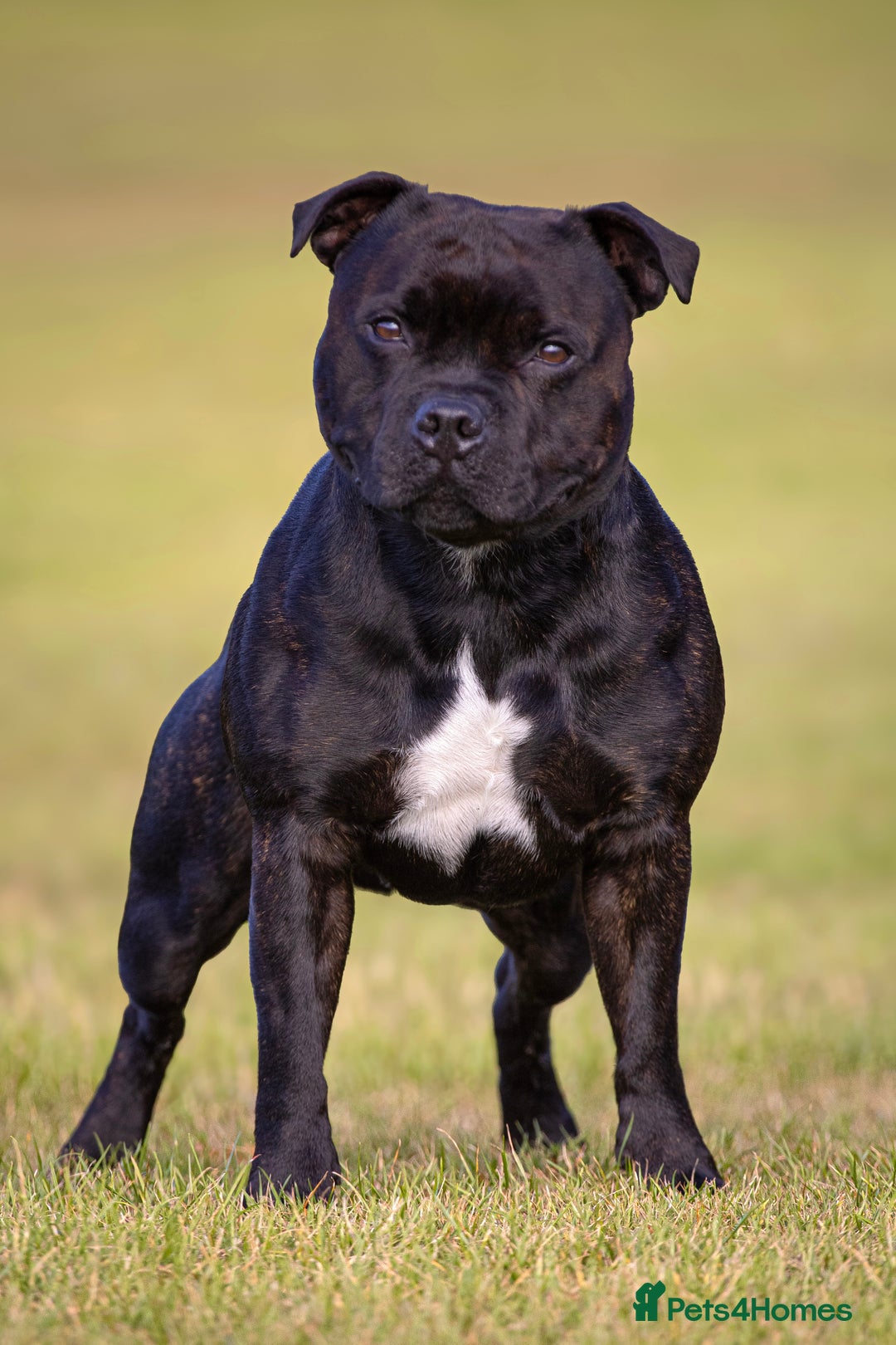Staffordshire Bull Terrier dogs for stud: 🥨 Top Quality SBT Stud🥨 - Image 2