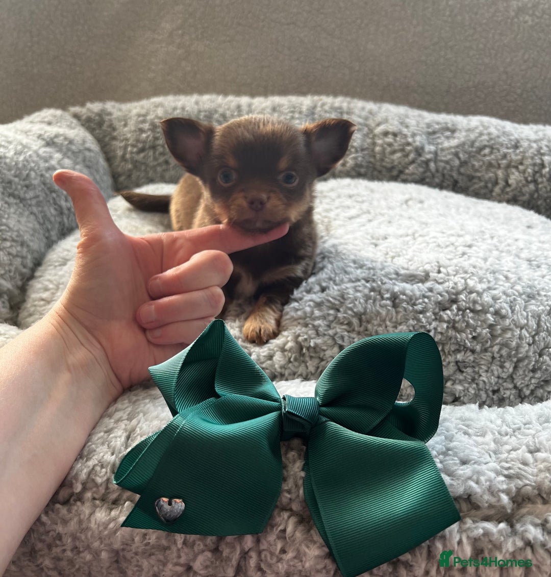 Chihuahua dogs for sale: ** Absolutely stunning small Chihuahuas ** - Image 7