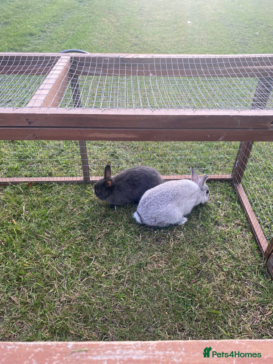 Netherland Dwarf rabbits for sale: Gorgeous baby Netherland Dwarf kits in Manchester - Image 5