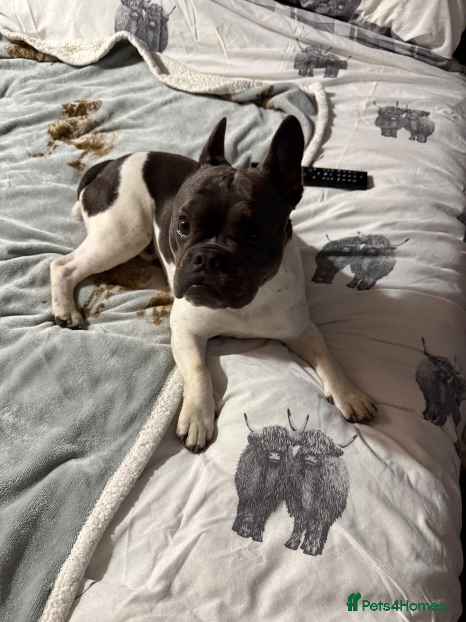 Mixed Breed dogs Frenchie cross Boston terrier  - Advert 5