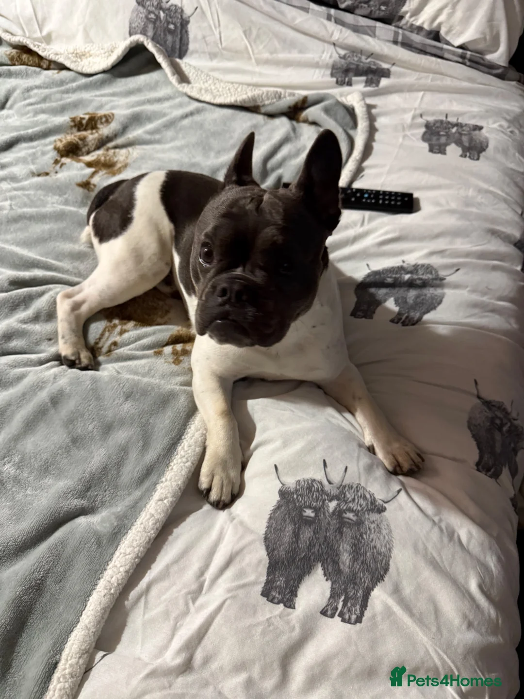 Mixed Breed dogs for sale: Frenchie cross Boston terrier  in York - Advert 1
