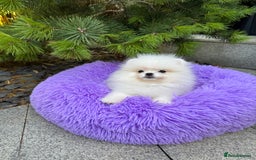 Pomeranian dogs for sale: SUPER TINY ICE WHITE POMERANIAN BOY - Image 6