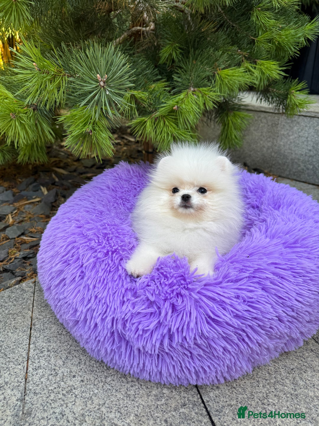 Pomeranian dogs for sale: SUPER TINY ICE WHITE POMERANIAN BOY - Image 6