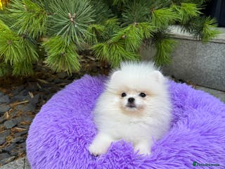 Pomeranian dogs SUPER ICE WHITE POMERANIAN BOY & GIRL - Advert 6