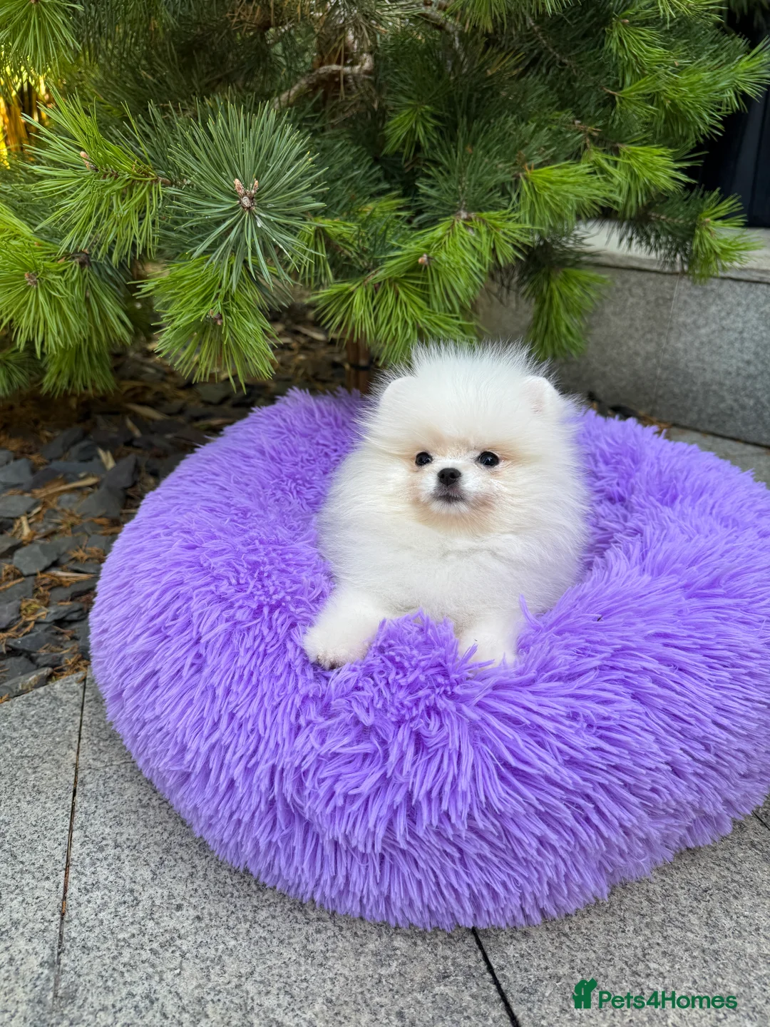 Pomeranian dogs for sale: SUPER ICE WHITE POMERANIAN BOY & GIRL  - Advert 2