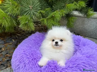 Pomeranian dogs SUPER ICE WHITE POMERANIAN BOY & GIRL - Advert 18