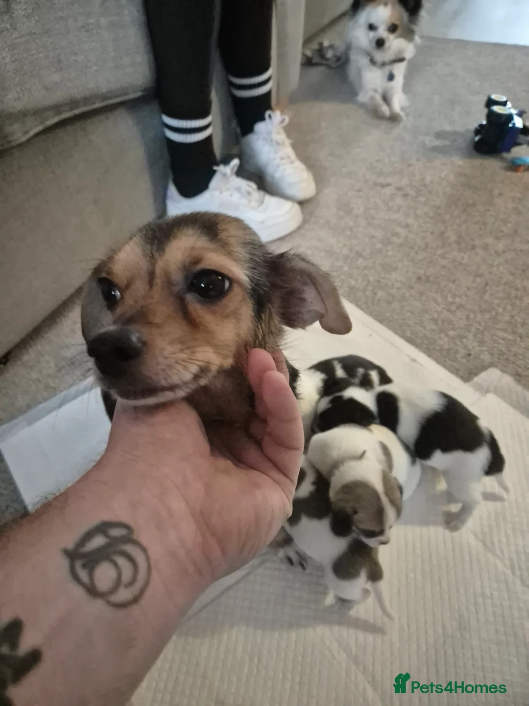 Jack Chi dogs for sale: Jack chi puppies - Advert 2