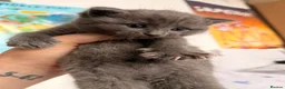 Mixed Breed cats for sale: Stunning Kittens for loving new homes - Advert 8